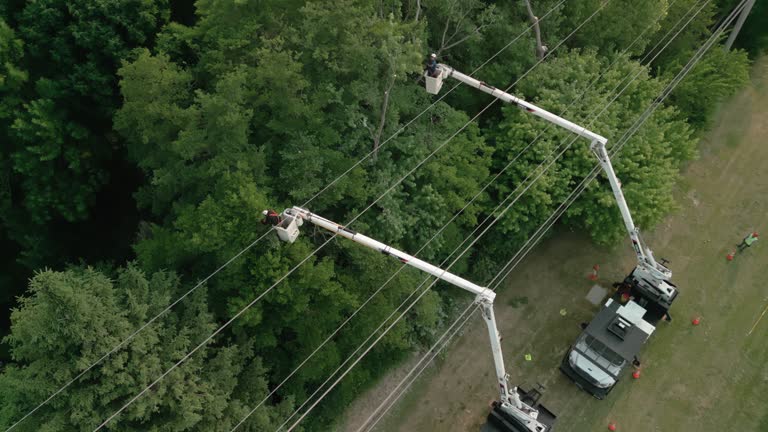 Best Palm Tree Trimming  in Averill Park, NY