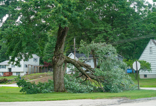 Trusted Averill Park, NY  Tree Services Experts